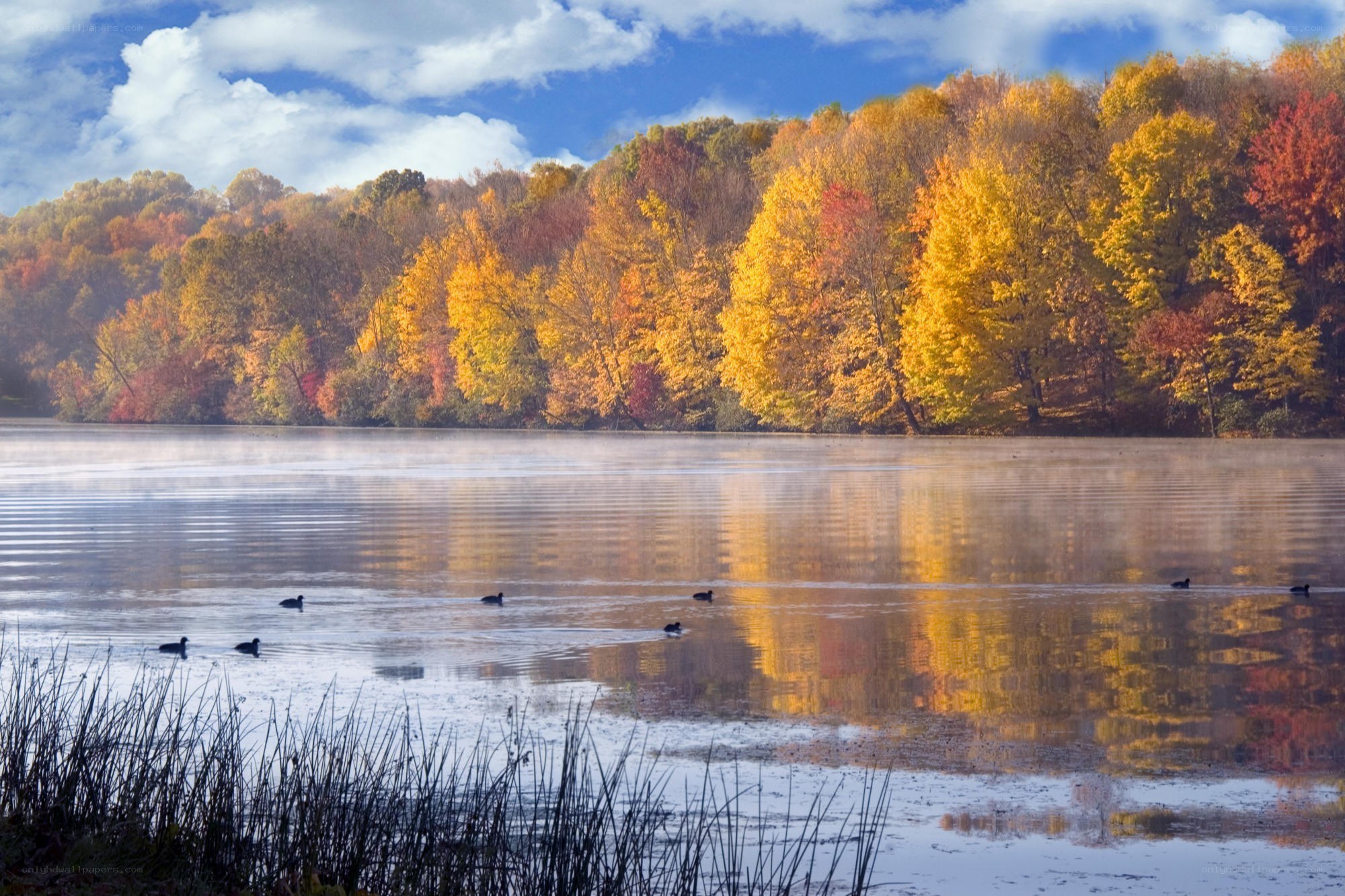 Autumn lake with ducks