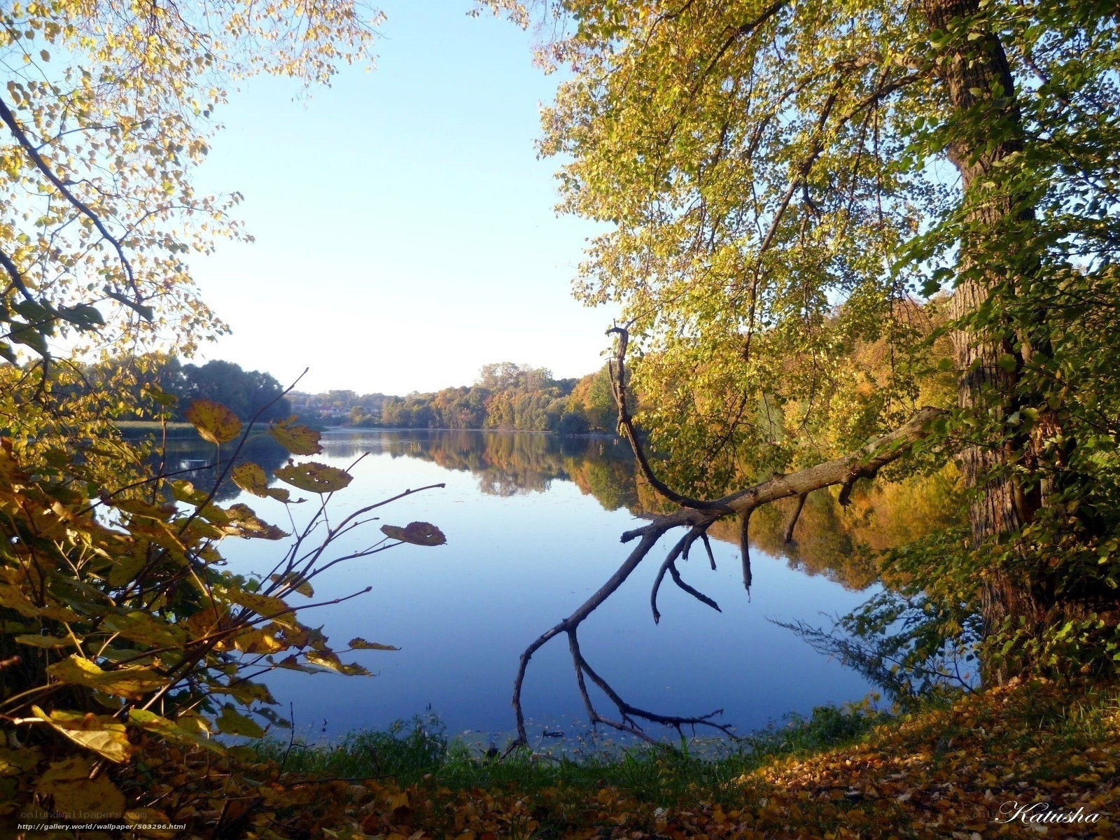 Autumn lake with fallen branch