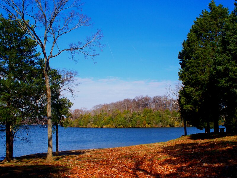 Autumn Lake with Fallen Leaves — Blue