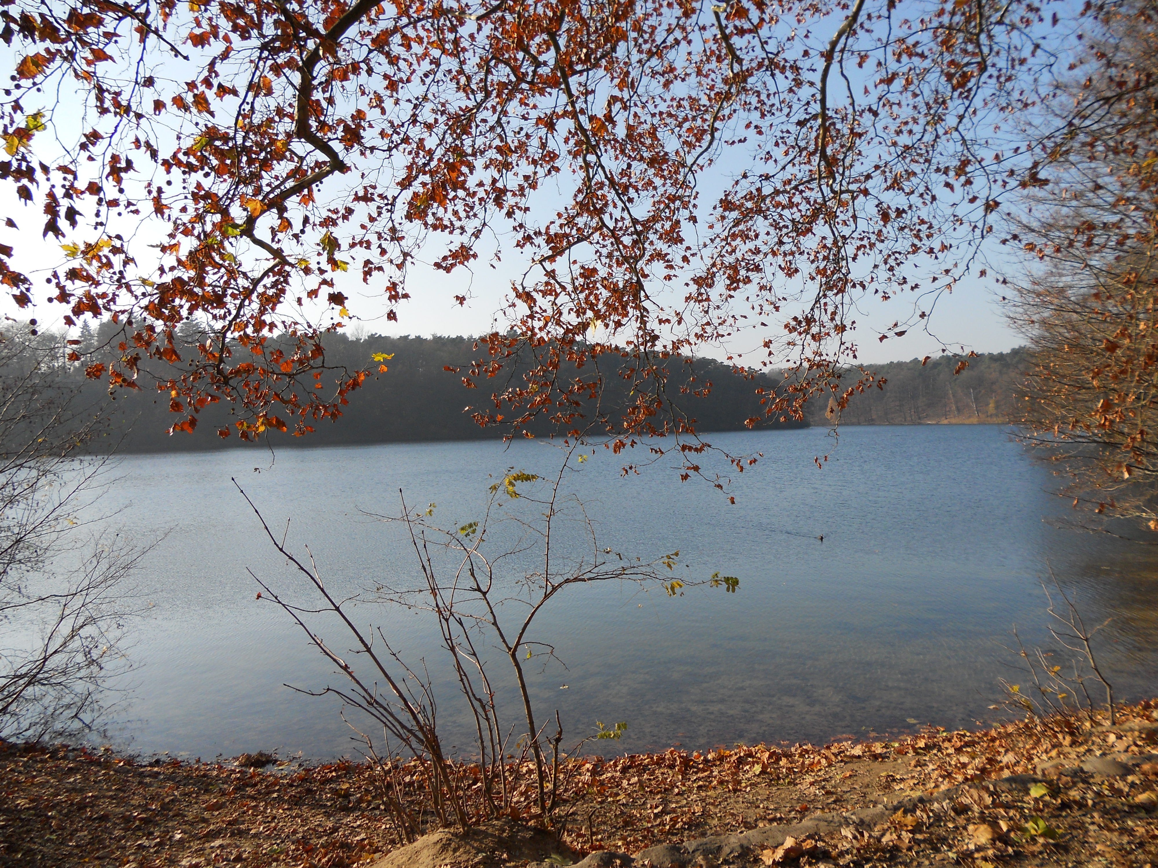 Autumn lake with fallen leaves