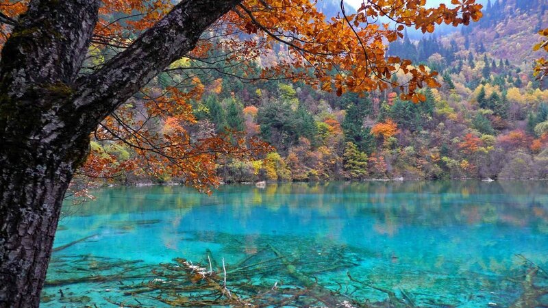 Autumn Lake with Fallen Logs