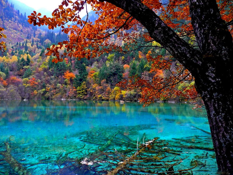 Autumn Lake with Fallen Trees