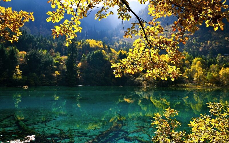 Autumn lake with golden leaves