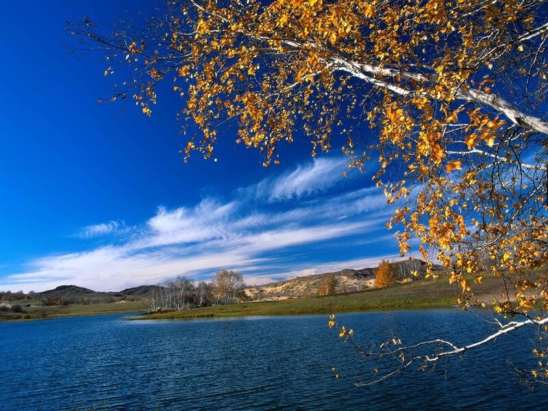 Autumn lake with golden leaves