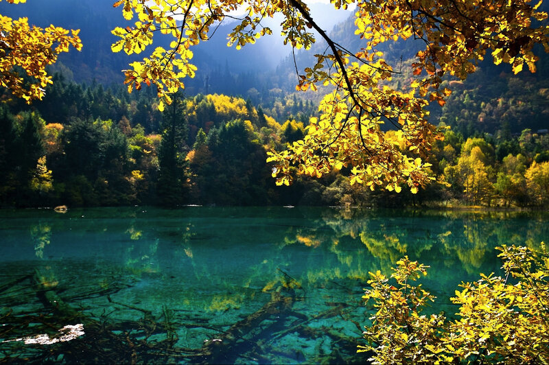 Autumn lake with golden leaves