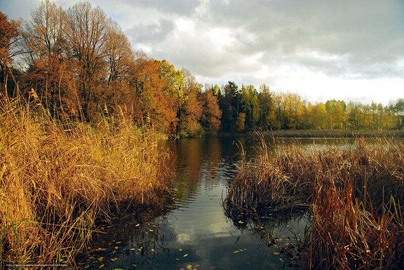 Autumn lake with golden reeds