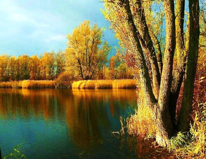 Autumn lake with golden trees