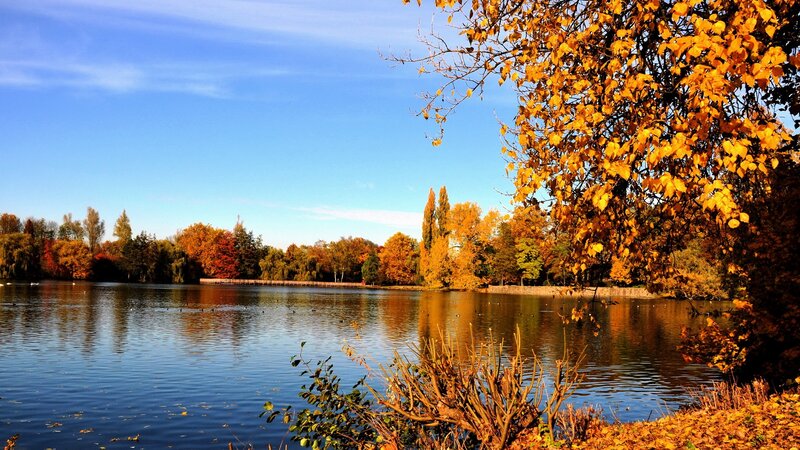 Autumn lake with golden trees