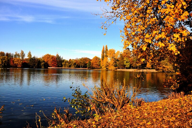 Autumn lake with golden trees