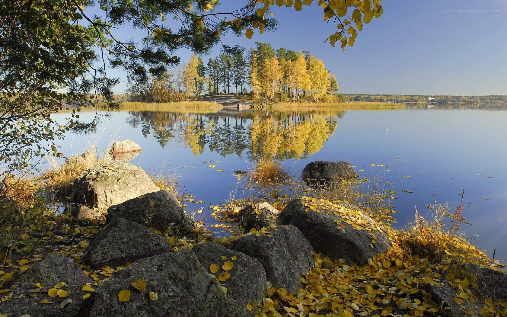 Autumn lake with golden trees