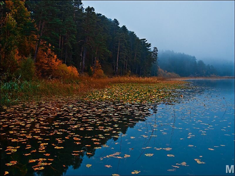 Autumn Lake with Leaves