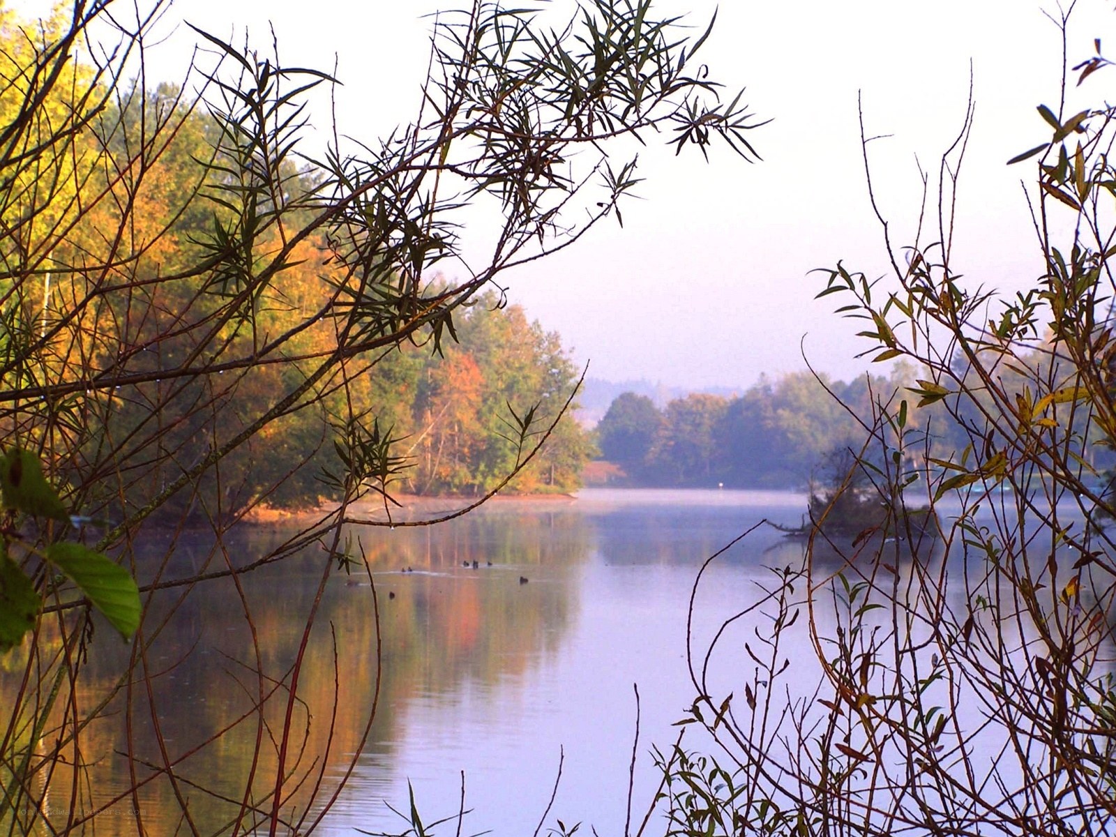 Autumn lake with misty view