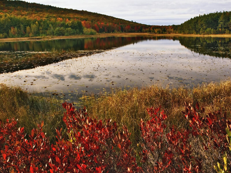 Autumn Lake with Red Bushes