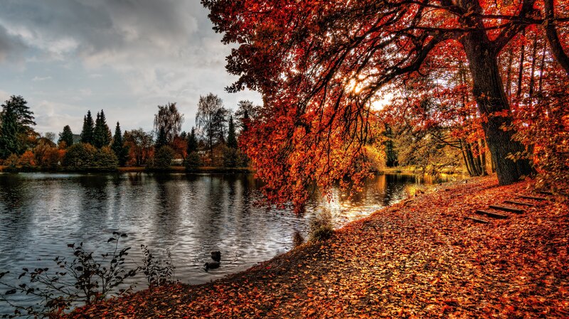 Autumn lake with red leaves