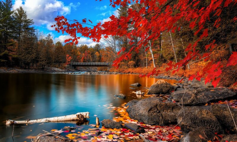 Autumn lake with red leaves