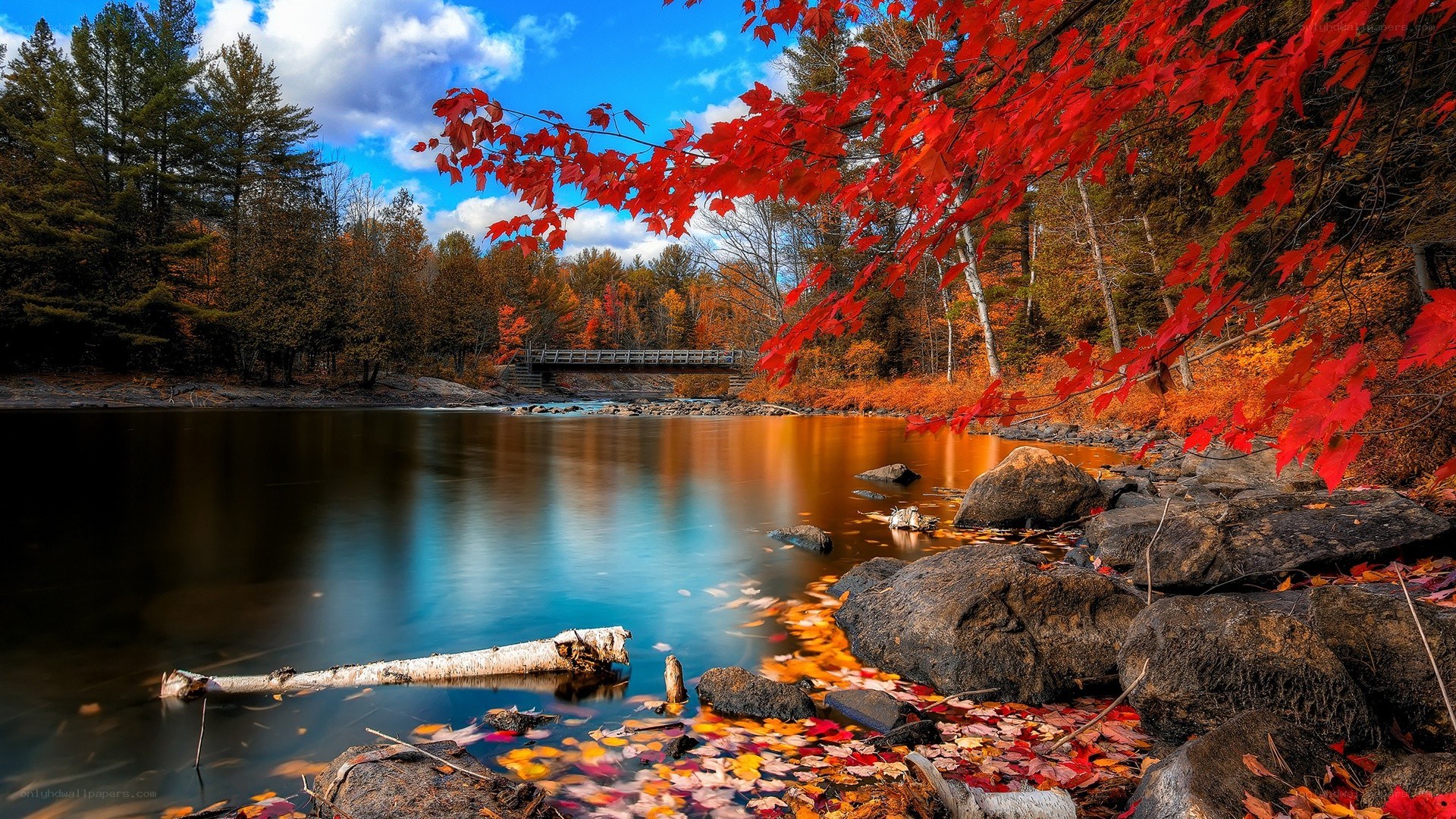 Autumn lake with red leaves