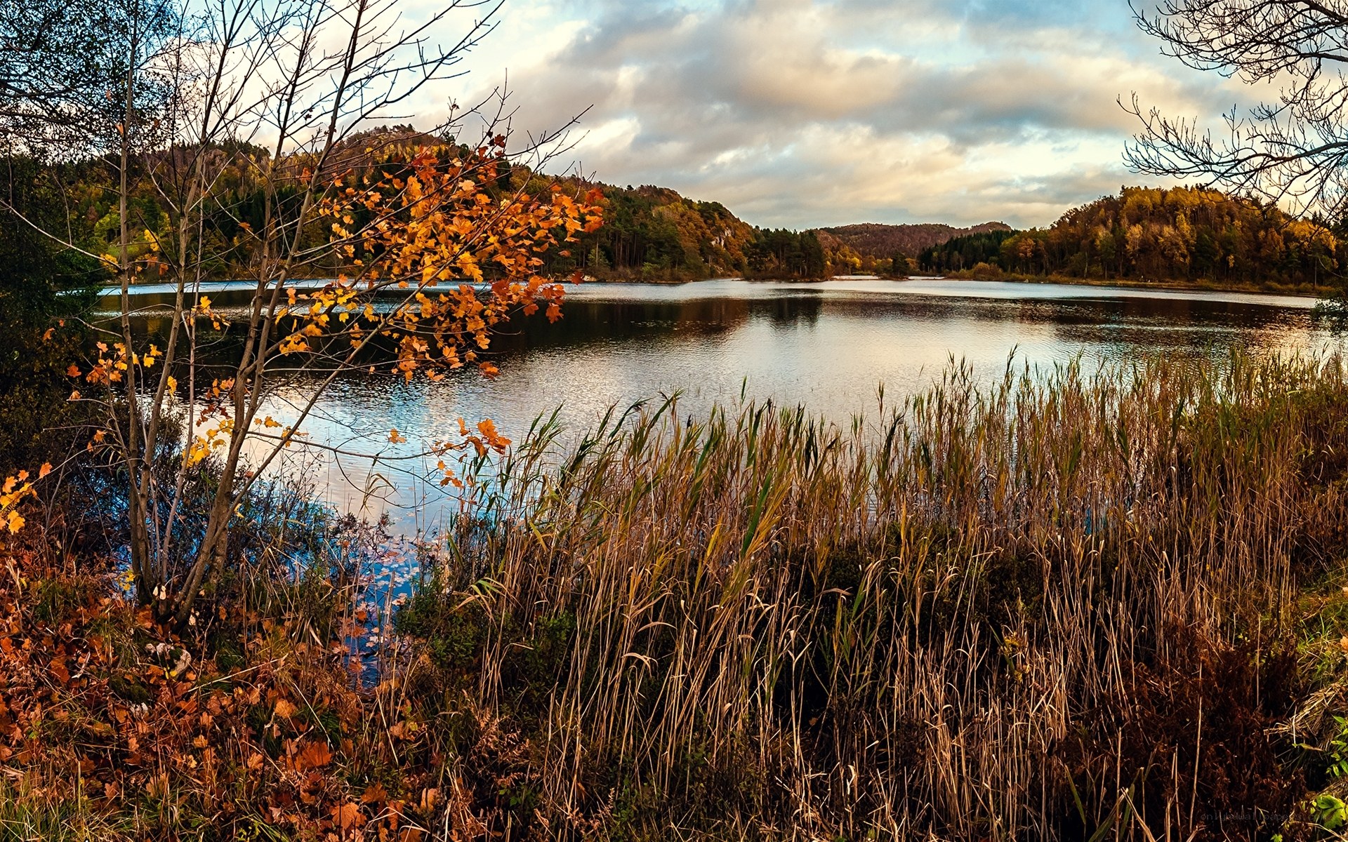 Autumn lake with reeds