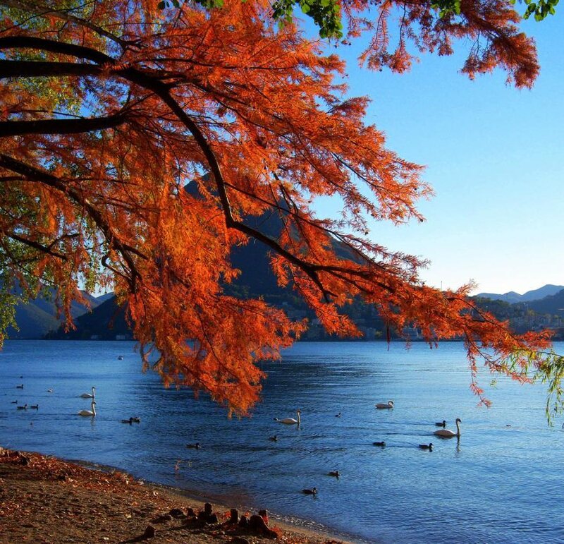 Autumn lake with swans