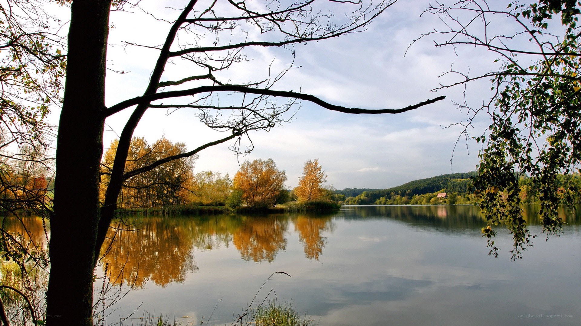 Autumn lake with tree branches