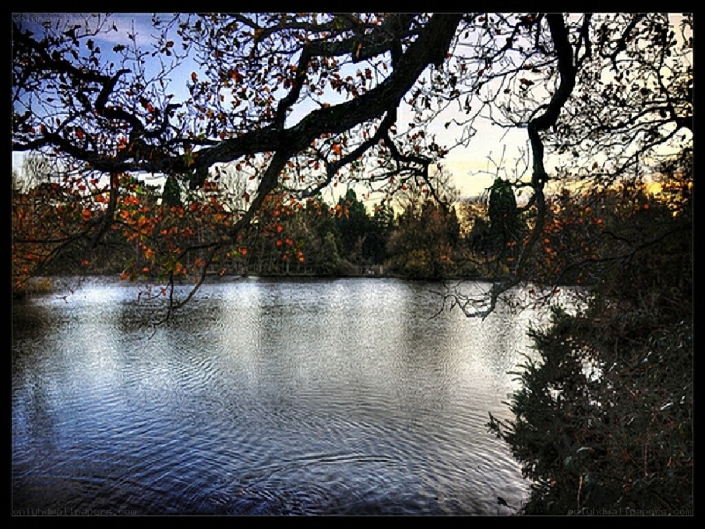 Autumn lake with tree branches