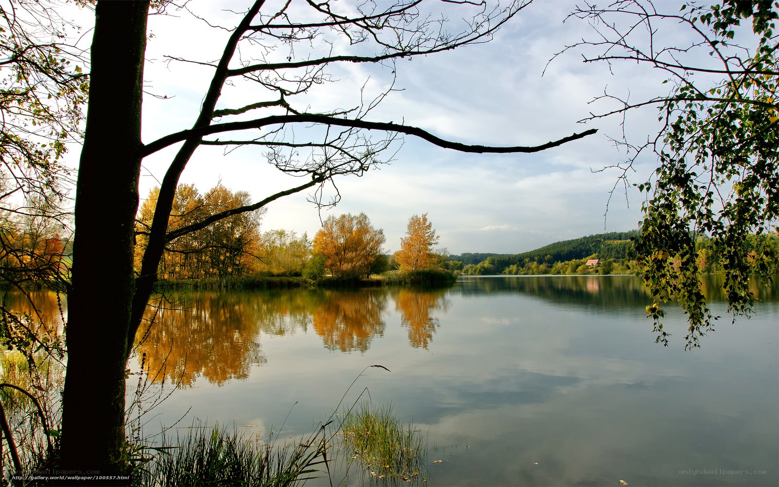 Autumn lake with tree branches