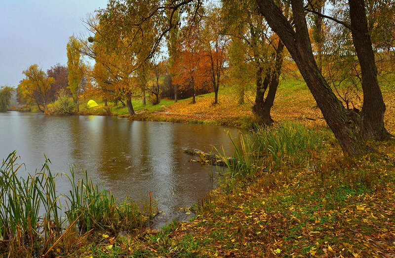 Autumn Lake with Trees — Yellow