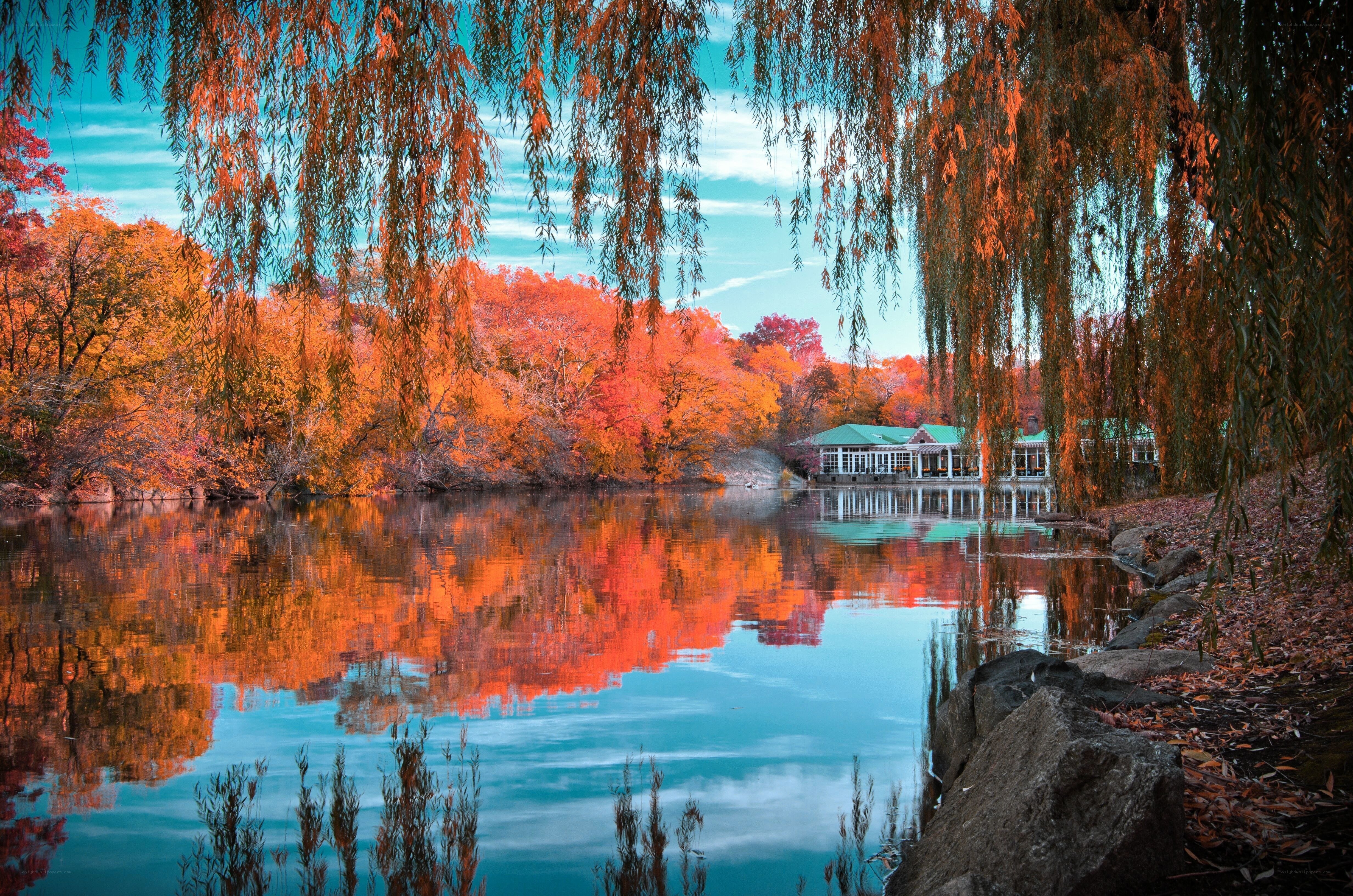 Autumn lake with willow trees