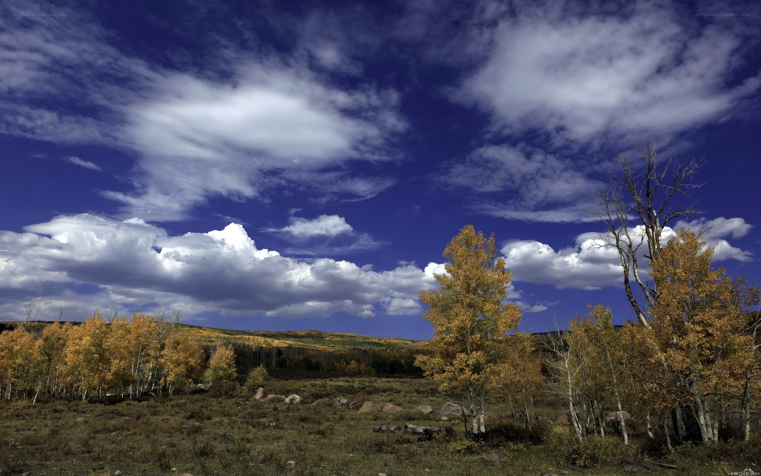 Autumn landscape with aspen trees