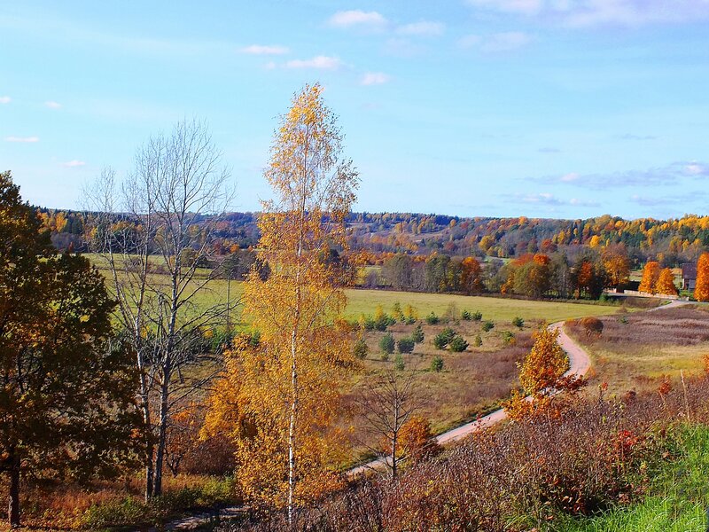 Autumn Landscape with Birch