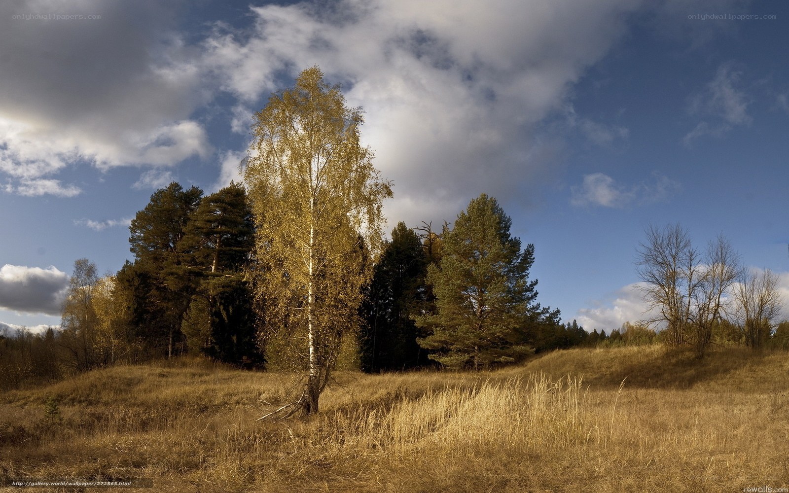 Autumn landscape with birch tree
