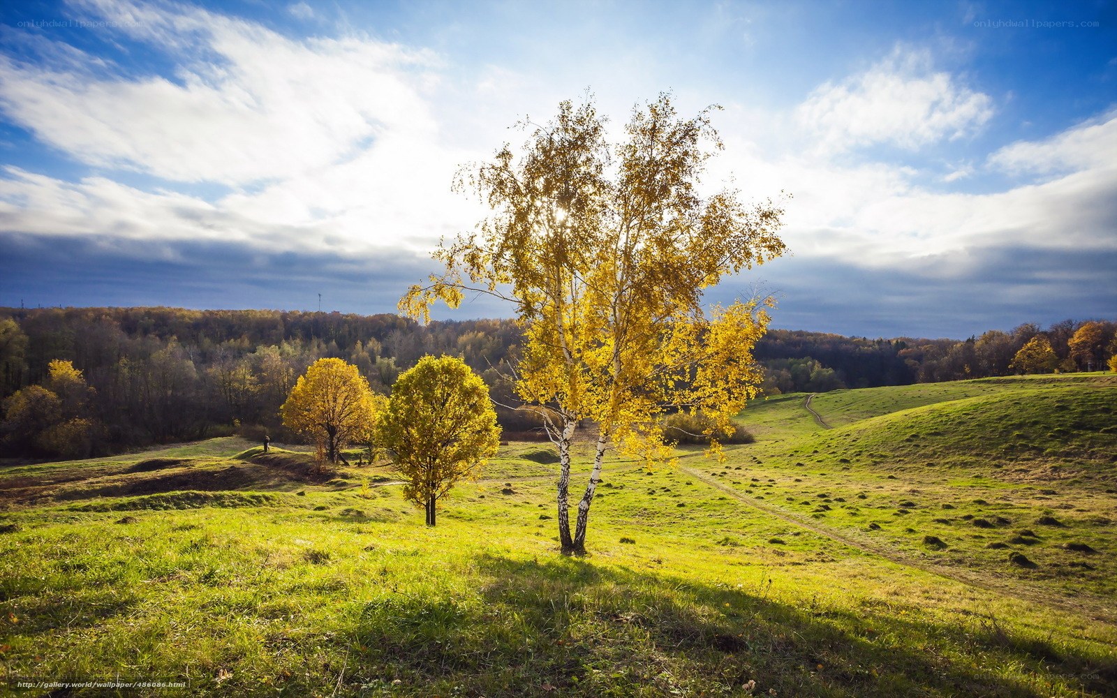 Autumn landscape with birch trees