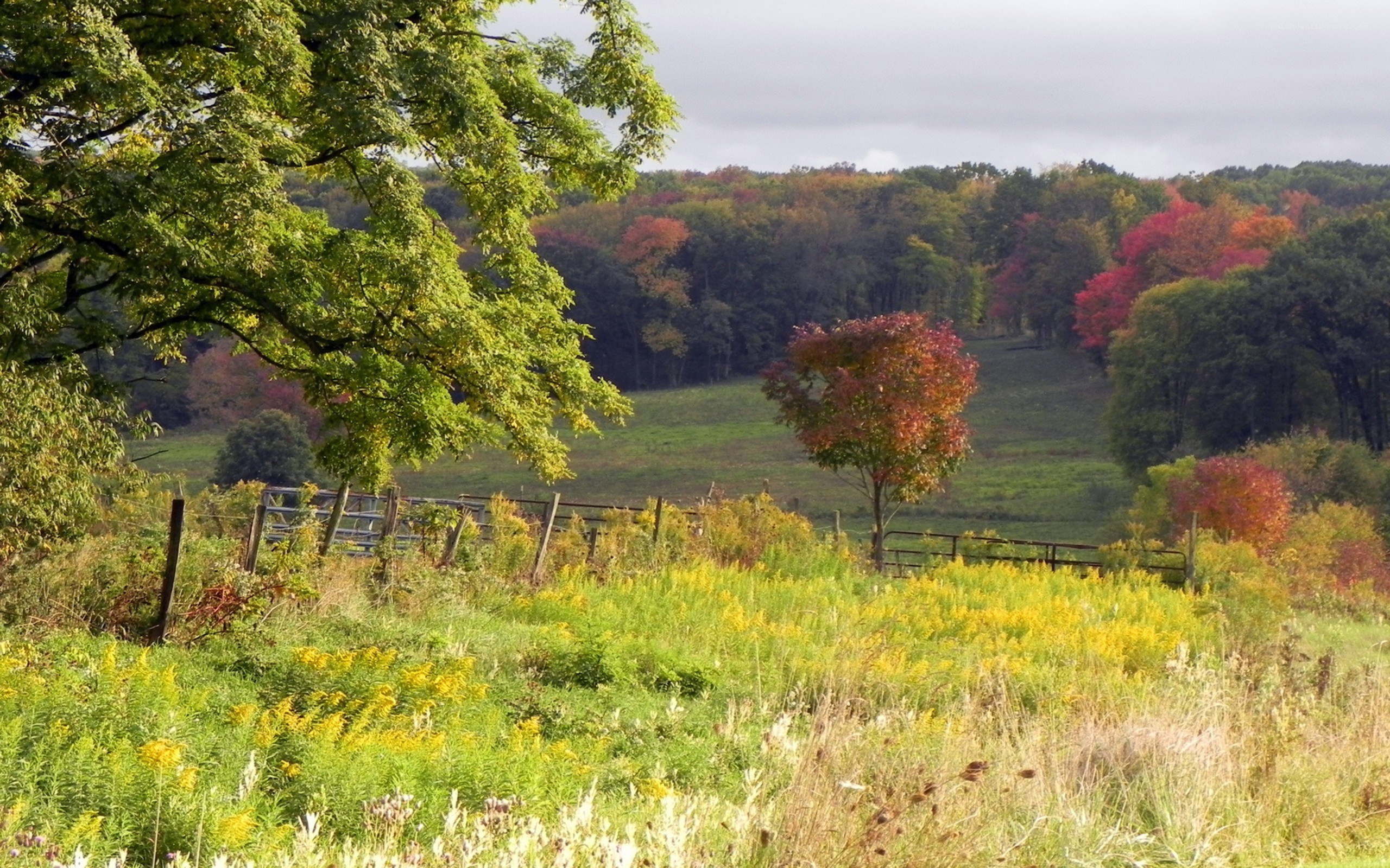 Autumn landscape with colorful trees