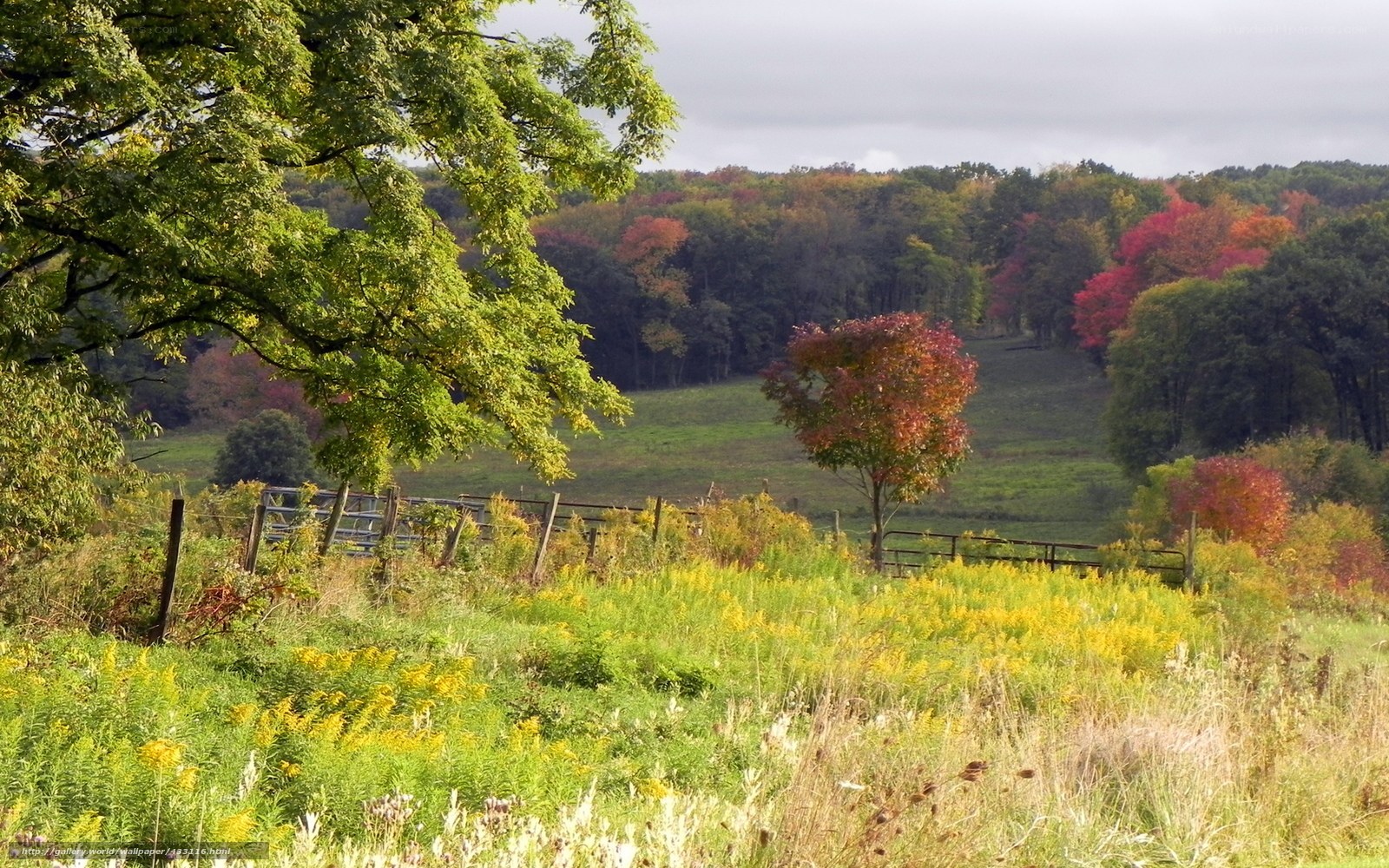 Autumn landscape with colorful trees