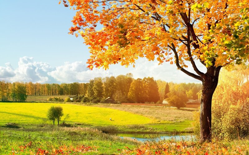 Autumn landscape with colorful trees