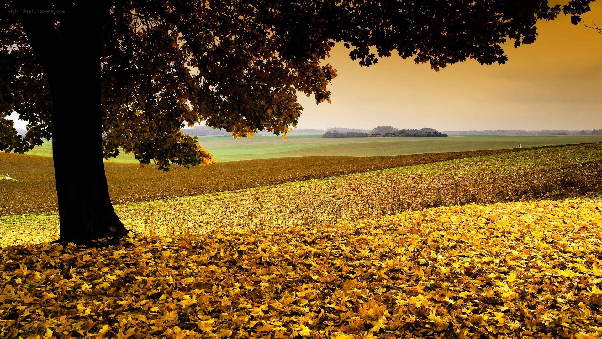 Autumn landscape with fallen leaves