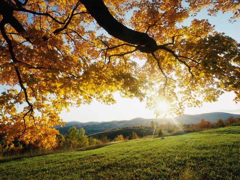 Autumn landscape with golden tree