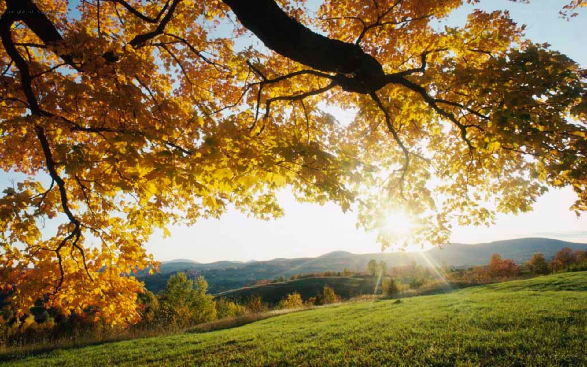 Autumn landscape with golden tree