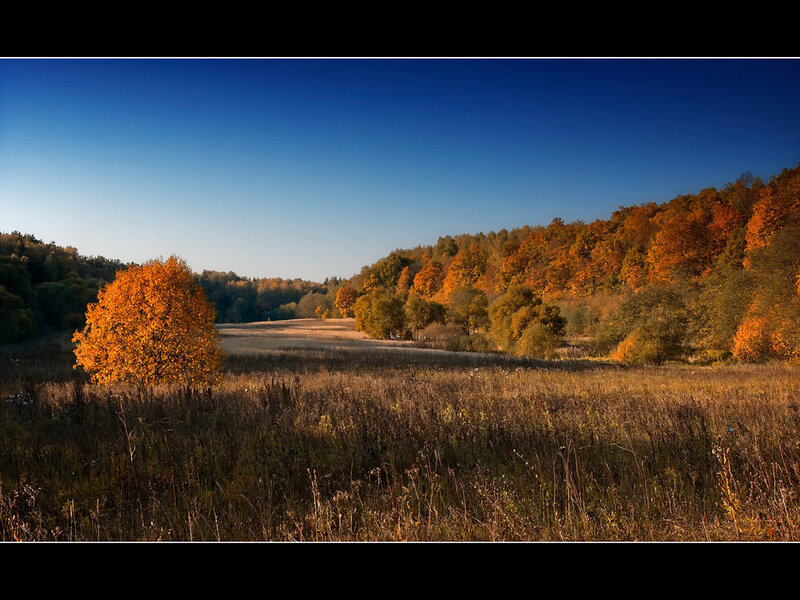 Autumn landscape with golden trees