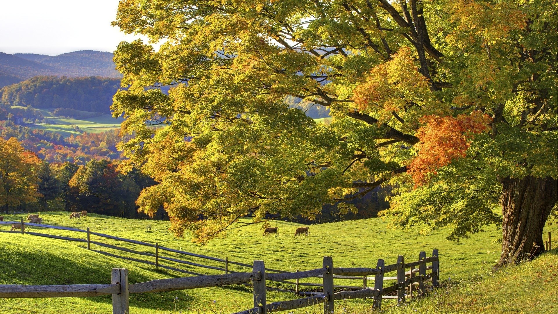 Autumn landscape with grazing cows