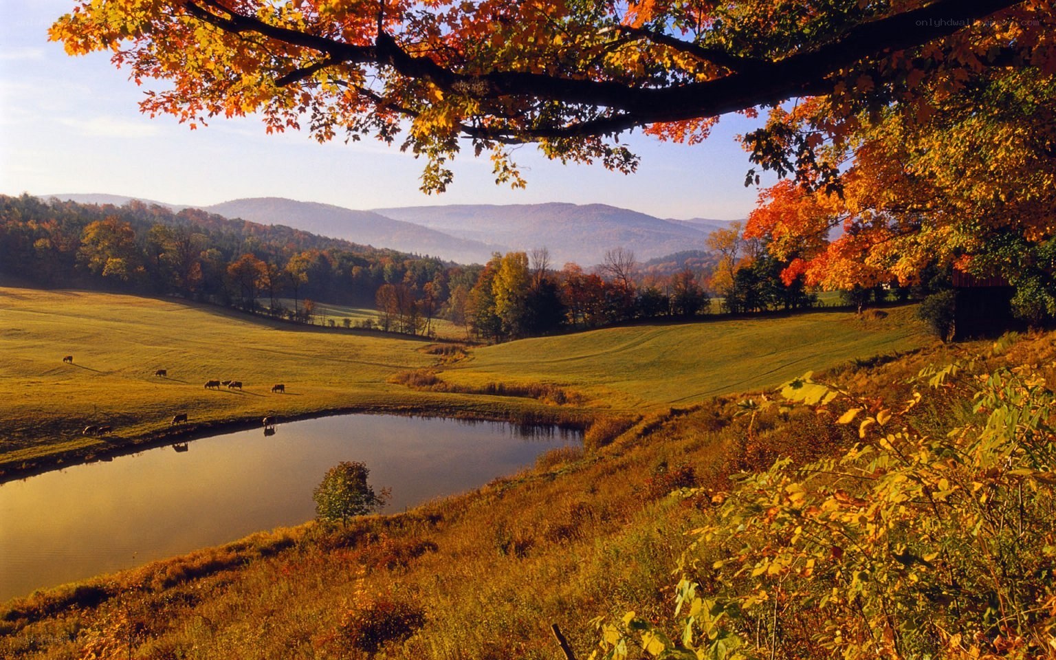 Autumn landscape with pond