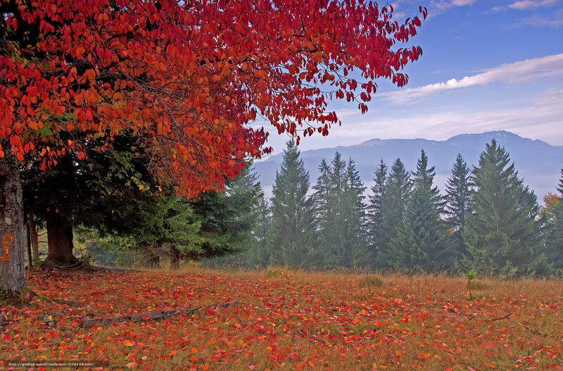 Autumn landscape with red leaves