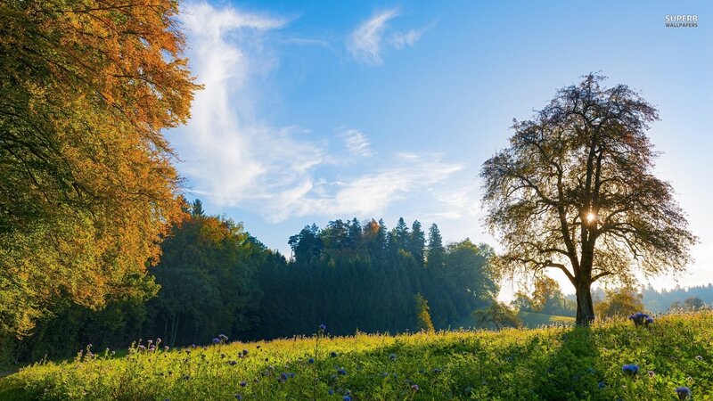Autumn landscape with sunlit tree