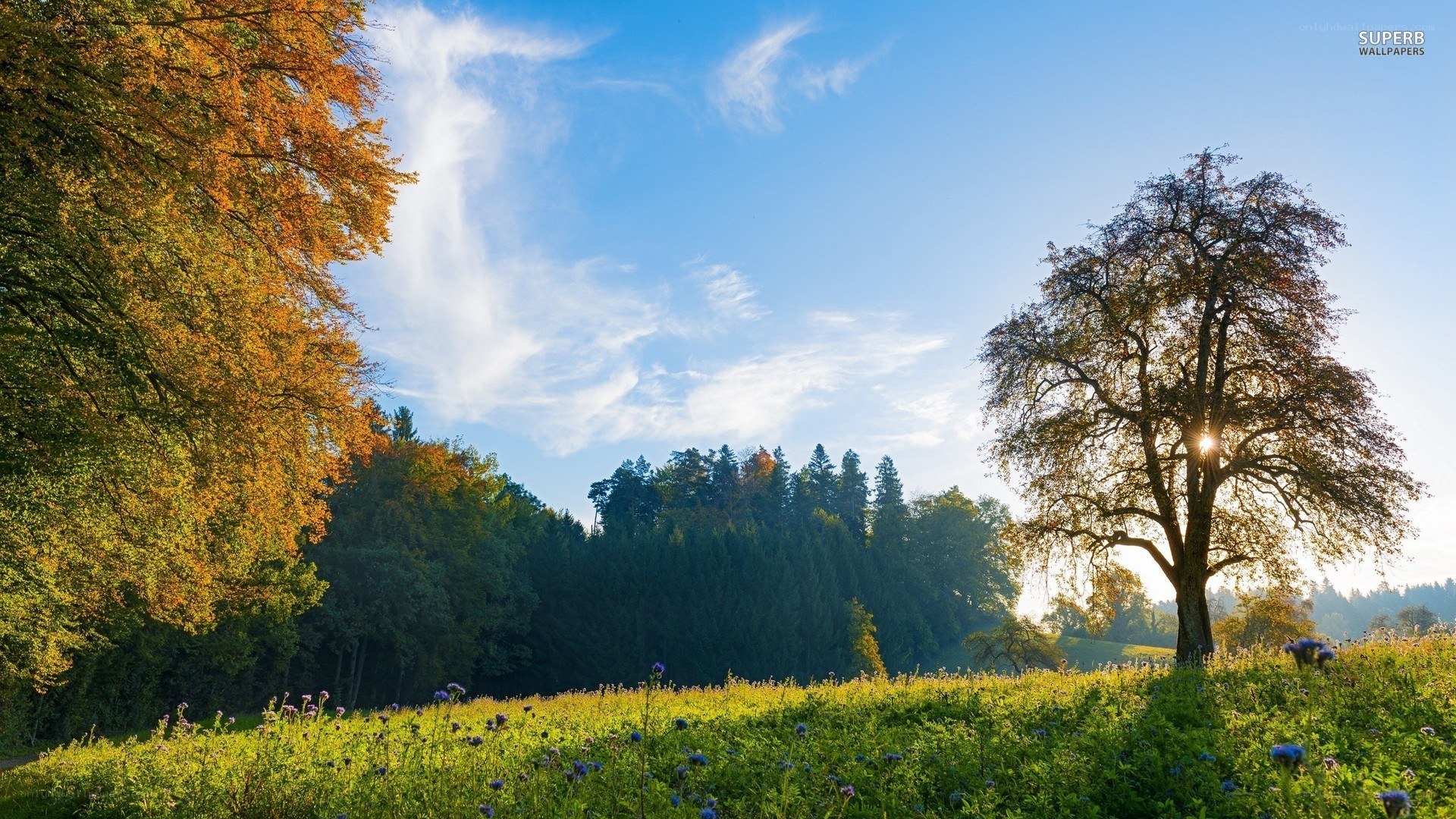 Autumn landscape with sunlit tree
