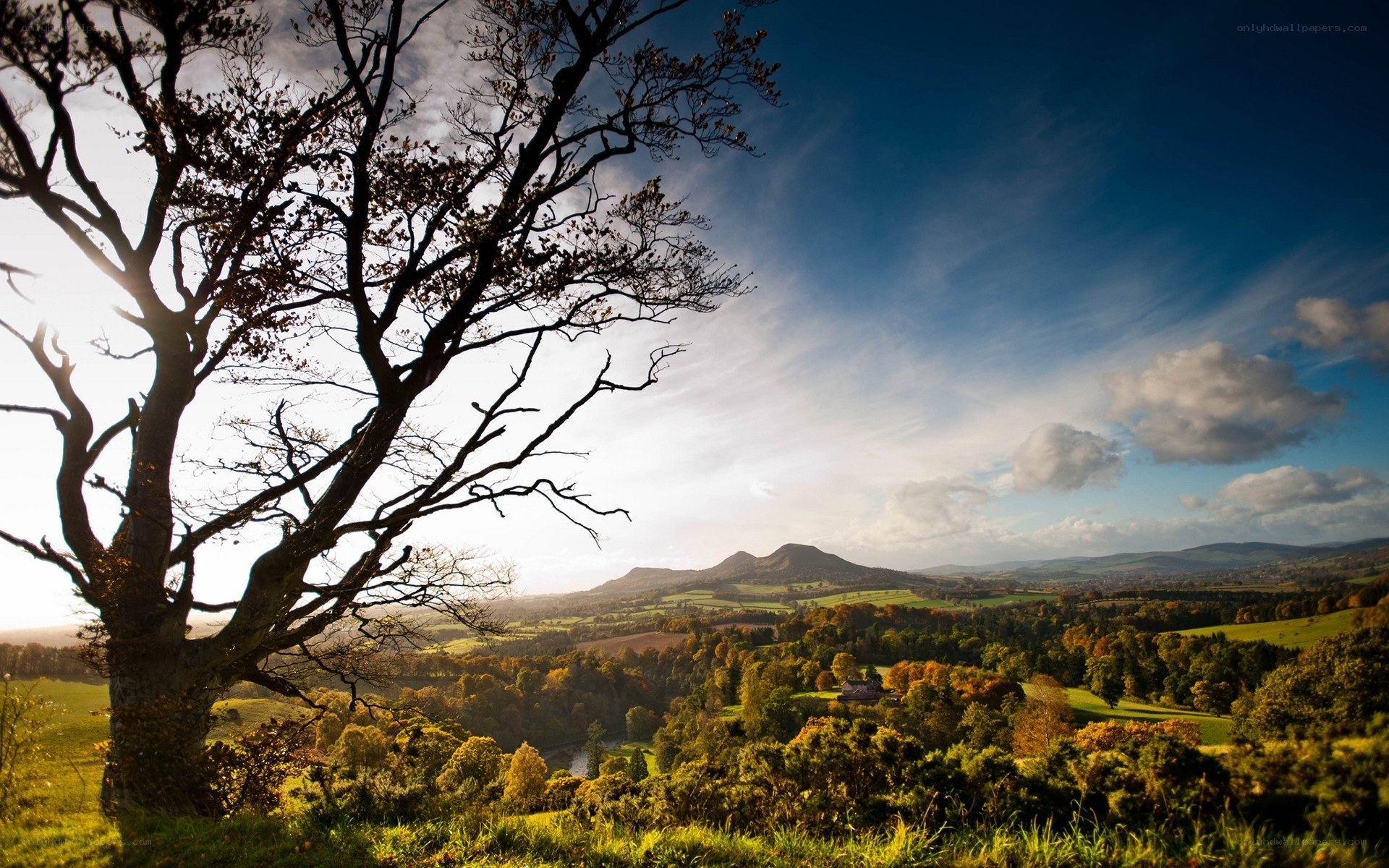 Autumn landscape with tree silhouette