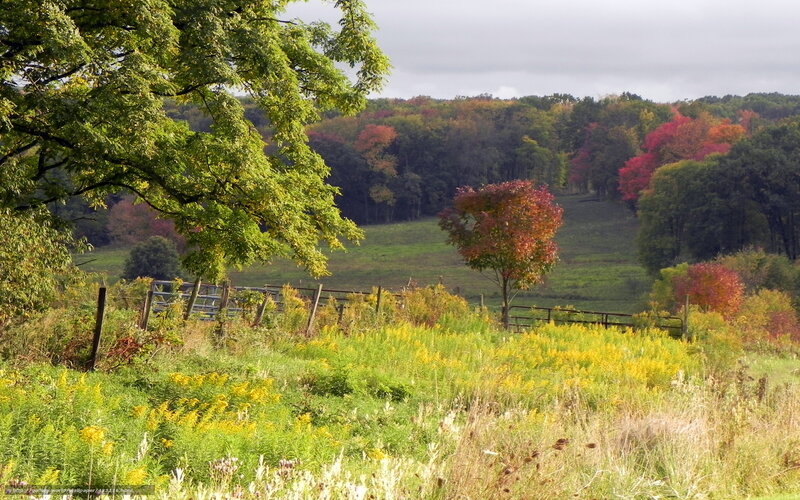 Autumn Landscape with Trees — Green, Serene