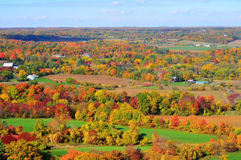 Autumn Landscape with Trees — Red, Serene
