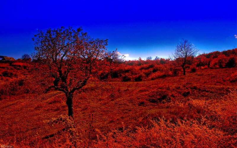 Autumn Landscape with Trees — Red
