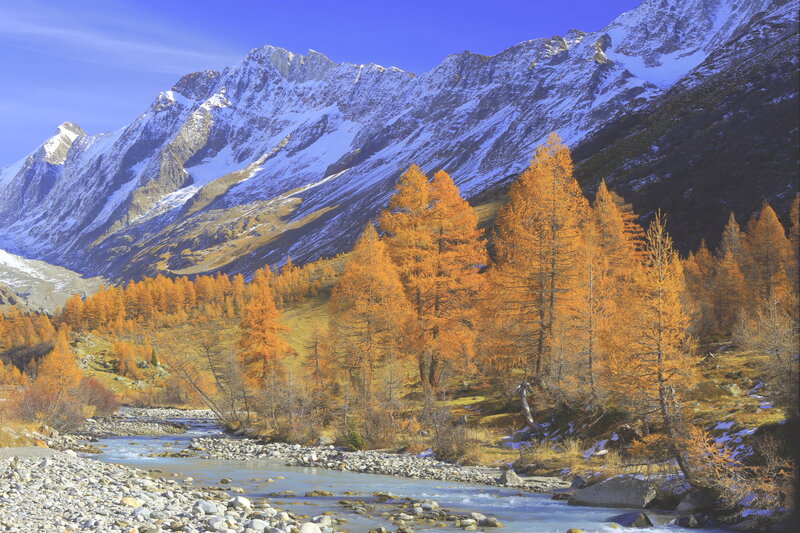 Autumn Larch Trees — Orange
