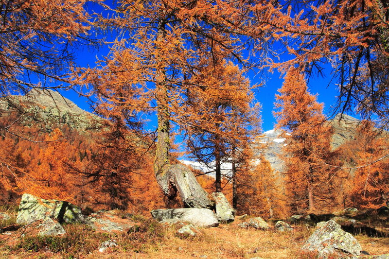 Autumn Larch Trees