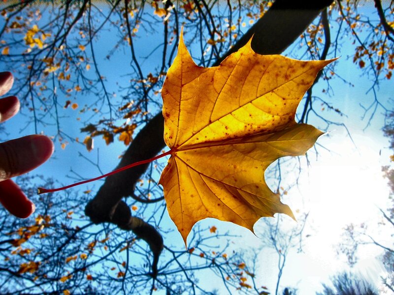autumn leaf against blue sky